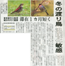 東奥日報（夕刊）冬の渡り鳥温暖化敏感　東京都市大教授横浜市内で観察滞在1カ月短く（2012.10.03）