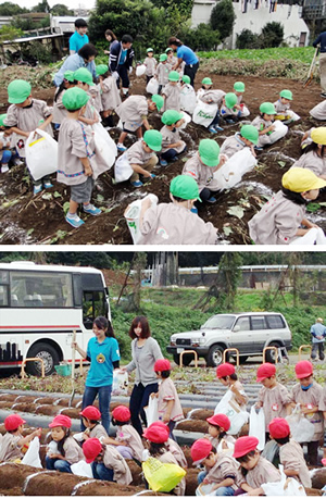 東京都市大学二子幼稚園で行われた「さつまいも掘り」に、東京都市大学人間科学部の学生らが参加し園児や先生をサポート　～都市大グループのスケールメリットを生かした幼大連携～