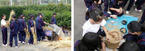 東京都市大学等々力中学校・高等学校　フィールドワークで稲作体験（中学1年生）