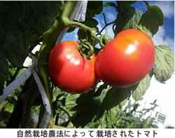 東京都市大学とエコ食品健究会、三井化学が3種類の農法で生産された野菜と包装材の水使用量・消費量を算出